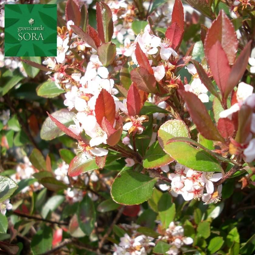 ヒメシャリンバイ 10本 Soraの植木屋さん