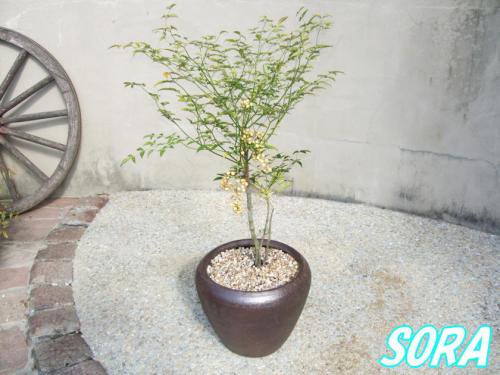 白南天 鉢植え チャチャｄ30 Soraの植木屋さん