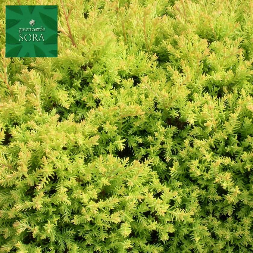 ラインゴールド 小 1本 Soraの植木屋さん ラインゴールド 小 1本 Soraの植木屋さん