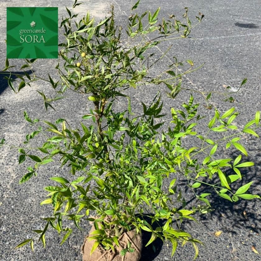 白南天 シロナンテン 2154 シンボルツリー ポット 庭木 植木 白い実 約 50cm 苗木 最安 約 50cm 白南天 シロナンテン 2154 シンボルツリー ポット 庭木 植木 白い実 約 50cm 苗木 最安 約 50cm