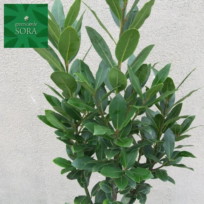 月桂樹 H900 1100 Soraの植木屋さん 月桂樹 H900 1100 Soraの植木屋さん