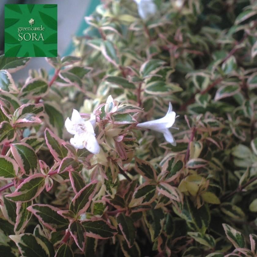 アベリア コンフェッティ 5本 Soraの植木屋さん アベリア コンフェッティ 5本 Soraの植木屋さん