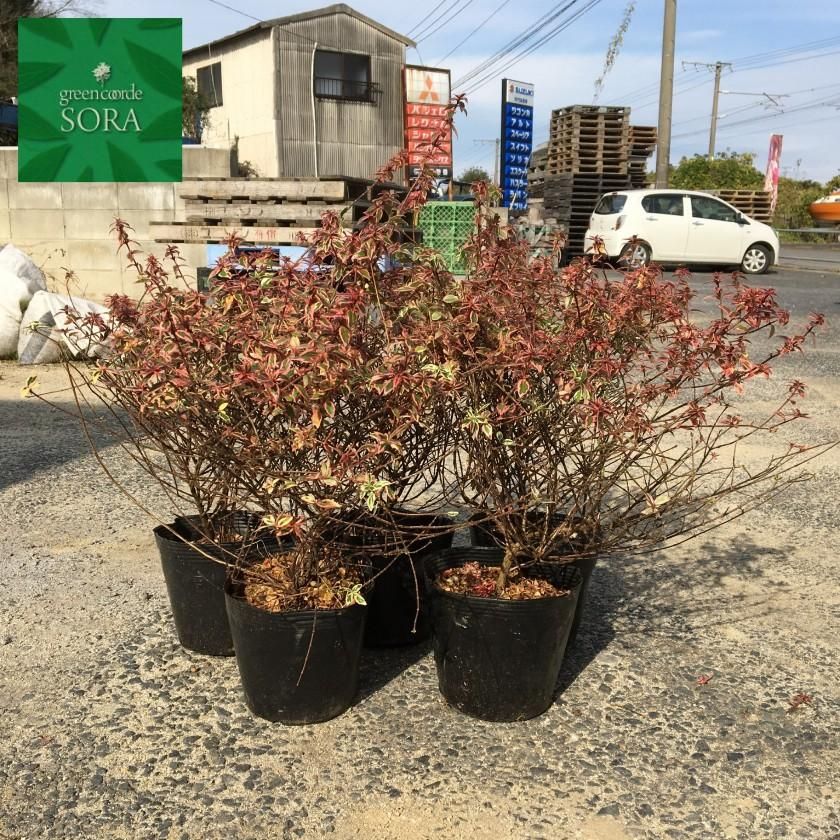アベリア コンフェッティ 5本 Soraの植木屋さん アベリア コンフェッティ 5本 Soraの植木屋さん