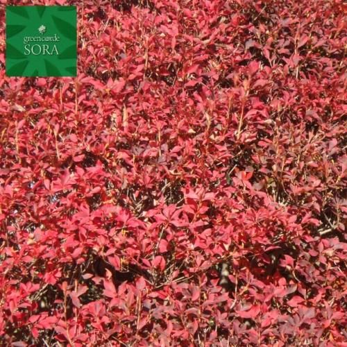 紅ドウダンツツジ5本 Soraの植木屋さん 紅ドウダンツツジ5本 Soraの植木屋さん