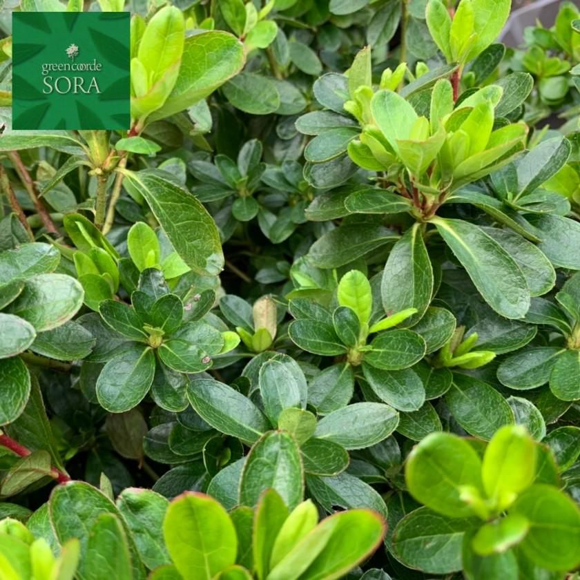 クルメツツジ 白 10本 Soraの植木屋さん クルメツツジ 白 10本 Soraの植木屋さん