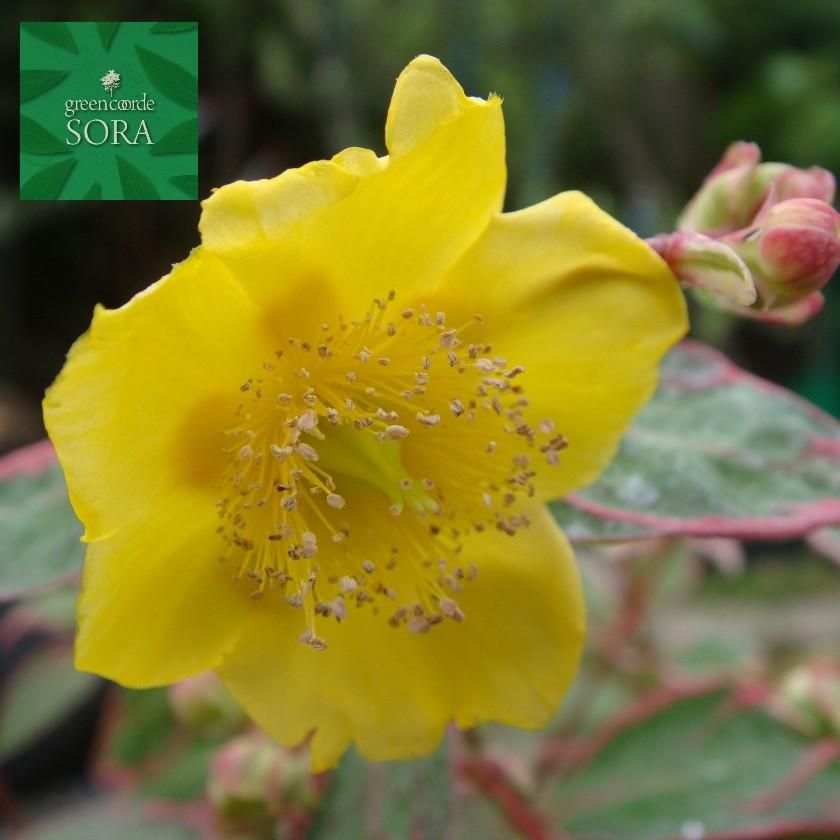 ヒペリカム トリカラー 5本 Soraの植木屋さん ヒペリカム トリカラー 5本 Soraの植木屋さん