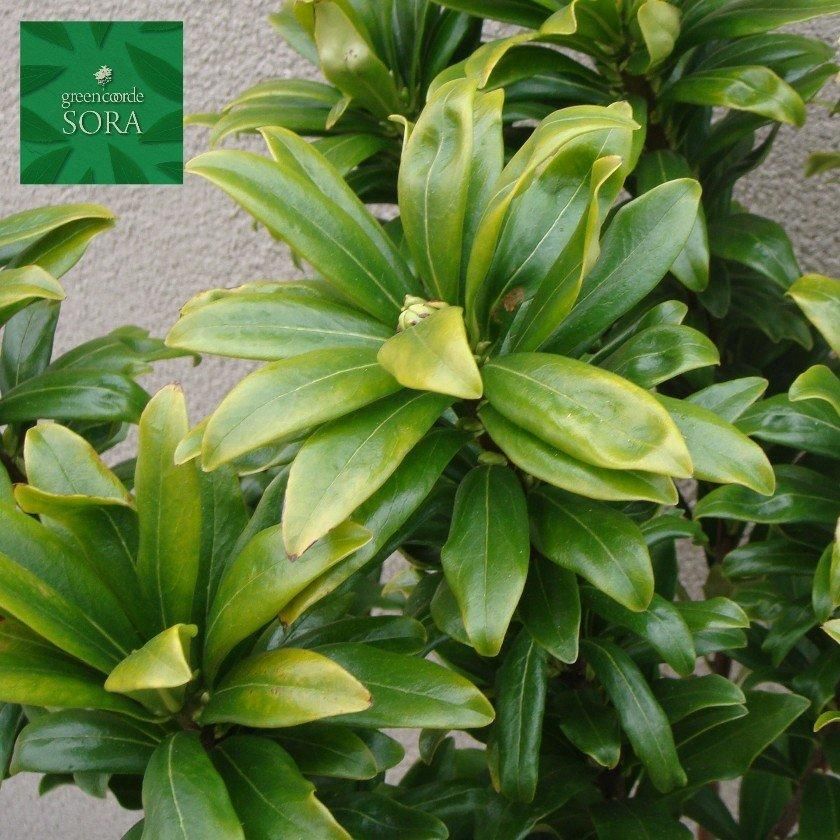 沈丁花 白花 H500～700 - SORAの植木屋さん