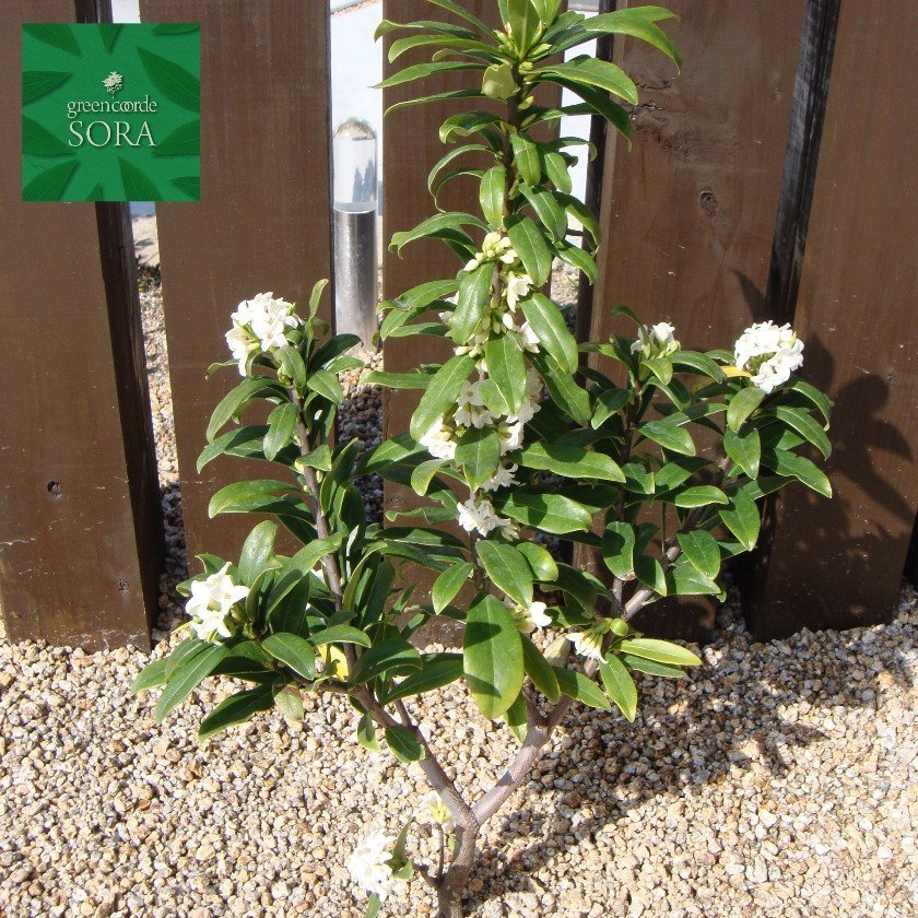 沈丁花 白花 H500～700 - SORAの植木屋さん