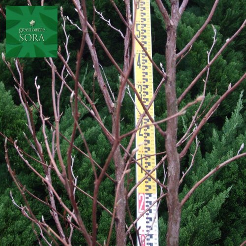 ヒメシャラ 単木 樹高 H:2000mm - SORAの植木屋さん