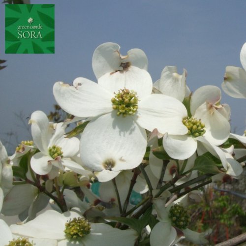 花水木 白 単木 樹高 H:2000mm - SORAの植木屋さん