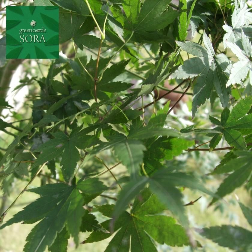 イロハモミジ 単木 樹高 H:3000mm - SORAの植木屋さん