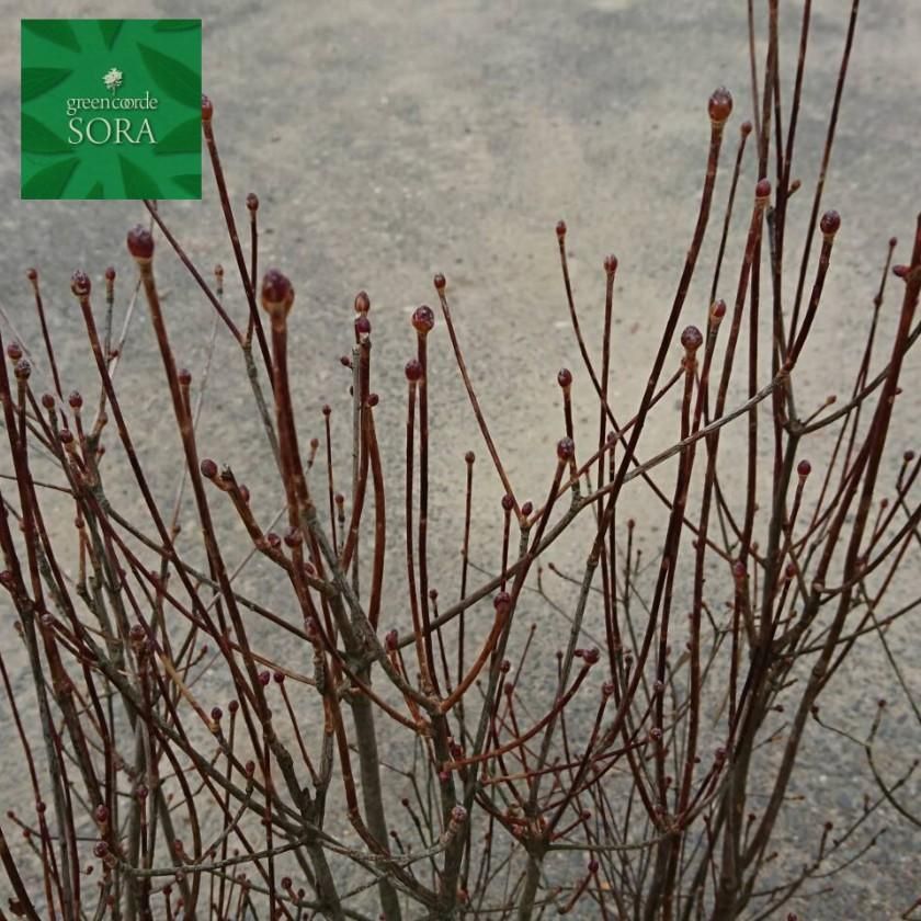 サラサドウダンツツジ H500～700 10本 - SORAの植木屋さん