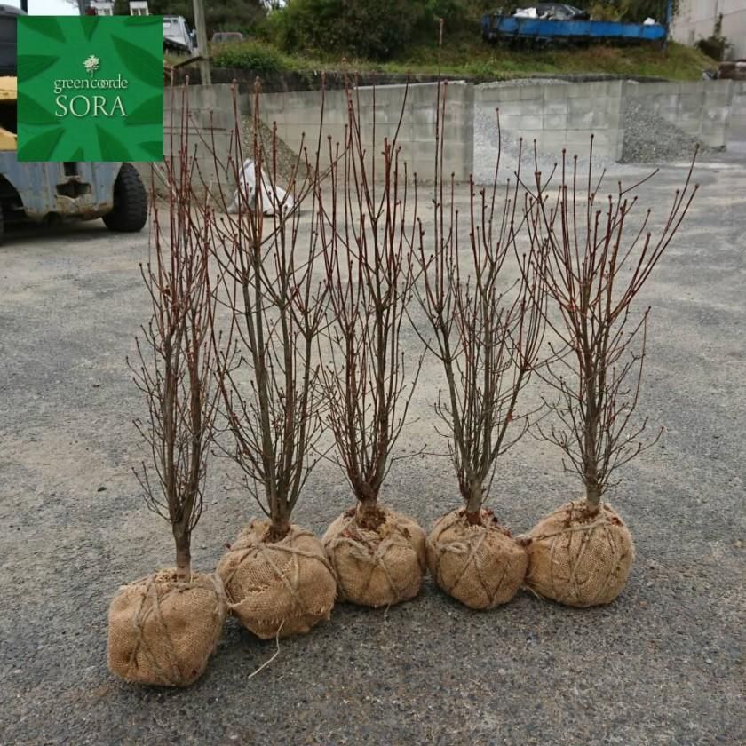 山採り　サラサドウダン 更紗ドウダンツツジ サラサドウダン 株立ち 約1.7m 更紗ドウダン躑躅