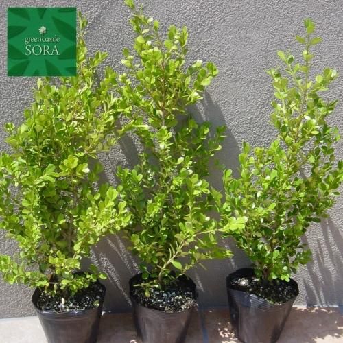 ボックスウッド 5本 Soraの植木屋さん ボックスウッド 5本 Soraの植木屋さん