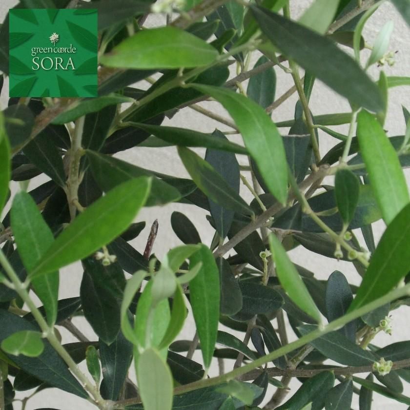 15873560_o2.jpg?cmsp_timestamp