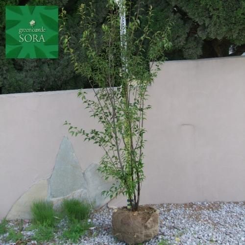ハイノキ 株立 樹高H:2000mm - SORAの植木屋さん