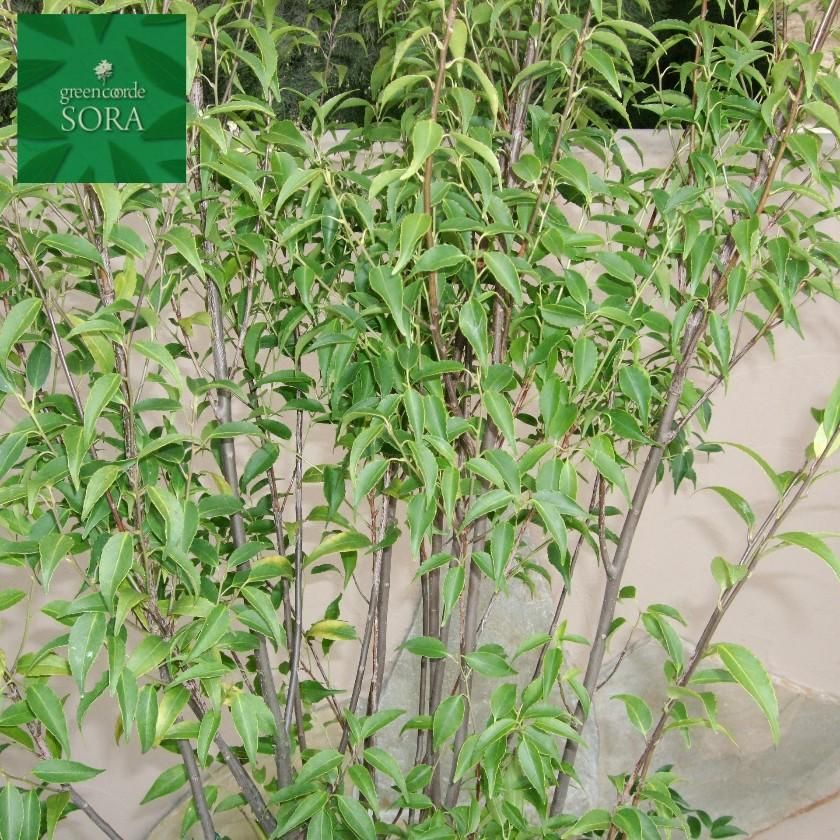 壮観！双幹山採りハイノキ。 壮観！双幹山採りハイノキ。