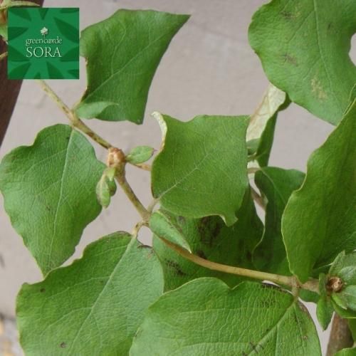 ミツバツツジ 紫花 H500 700 5本 Soraの植木屋さん ミツバツツジ 紫花 H500 700 5本 Soraの植木屋さん