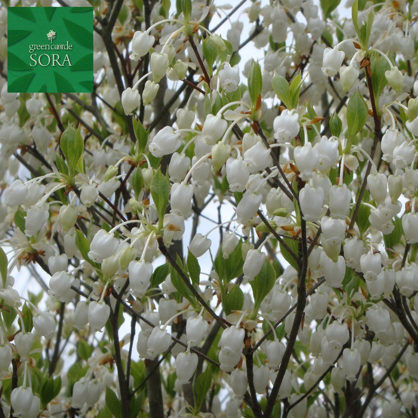 ドウダンツツジ 白花 H500～700 10本 - SORAの植木屋さん