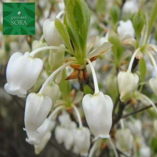 ドウダンツツジ 白花 H500～700 20本 - SORAの植木屋さん