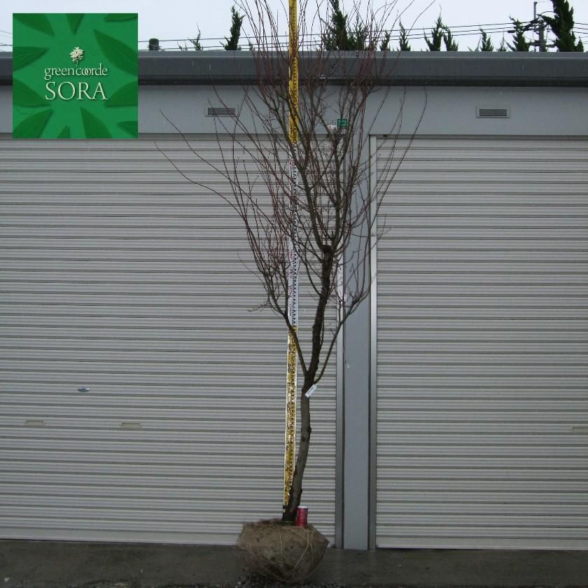イロハモミジ 単木 樹高 H:3000mm - SORAの植木屋さん