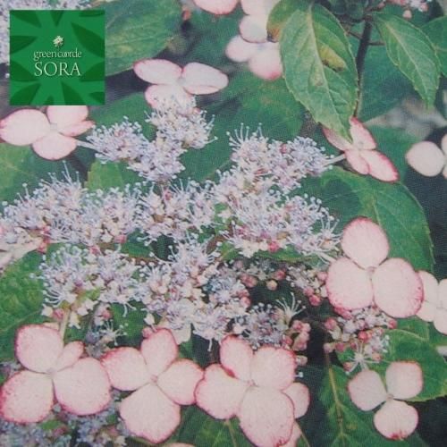 生花】輸入アジサイ ピカソクラシック 秋色 オランダ産 - 花材