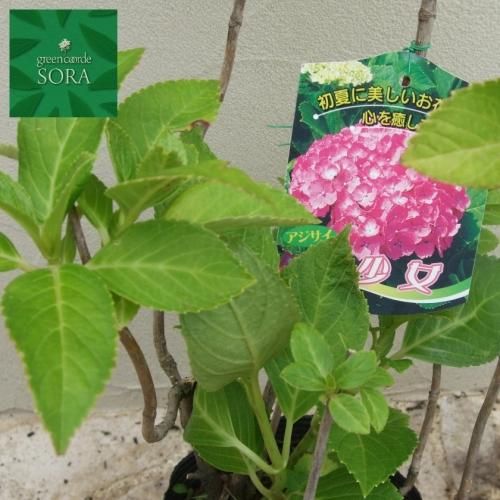 ガクアジサイ（ポット苗）紫陽花 アジサイ苗木 アジサイ 苗木」の人気