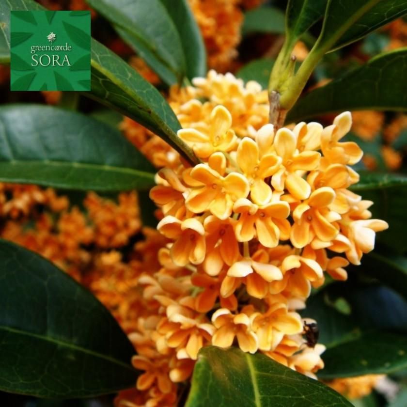 金木犀H1100～1300 10本 - SORAの植木屋さん