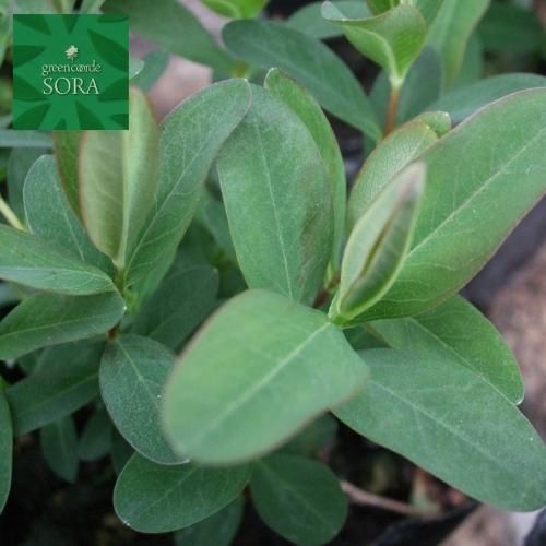 ヒペリカム カリシナム 5本 Soraの植木屋さん ヒペリカム カリシナム 5本 Soraの植木屋さん