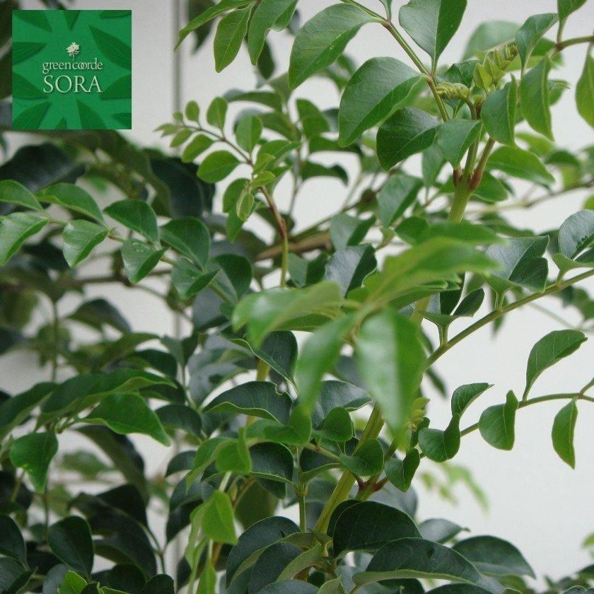 シマトネリコ 本株 樹高h 00mm Soraの植木屋さん シマトネリコ 本株 樹高h 00mm Soraの植木屋さん
