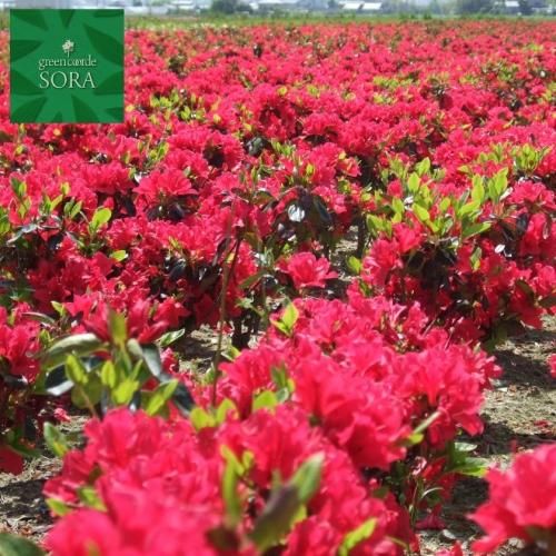 クルメツツジ 筑紫紅 5本 - SORAの植木屋さん