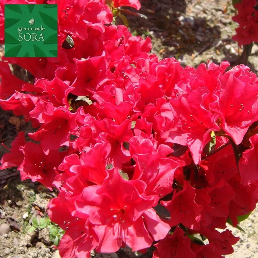 クルメツツジ 筑紫紅 5本 - SORAの植木屋さん