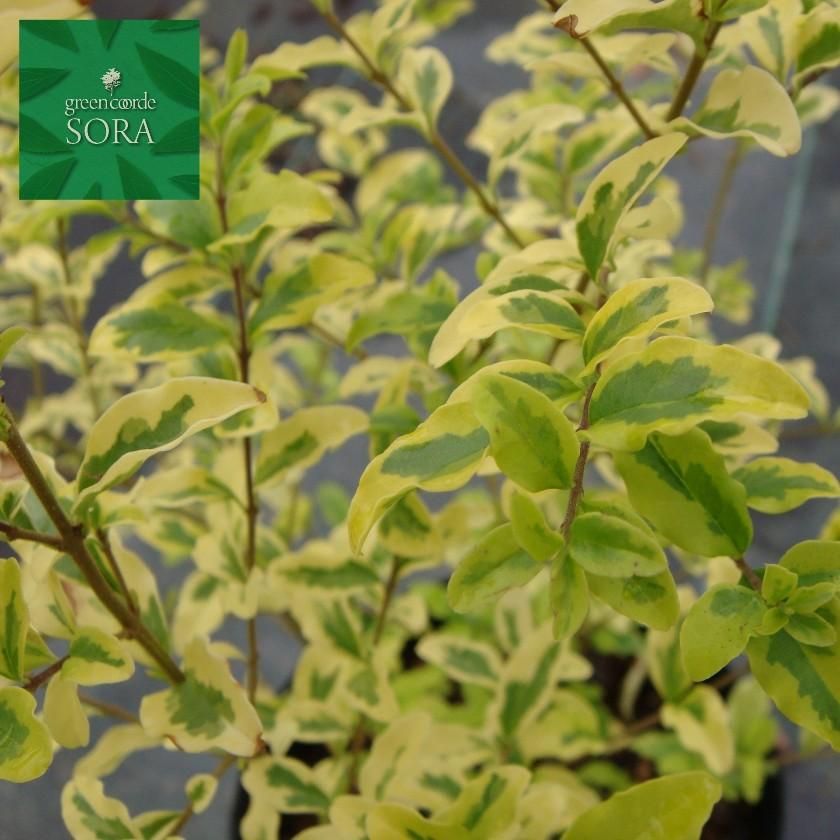 プリペット レモンアンドライム 5本 Soraの植木屋さん プリペット レモンアンドライム 5本 Soraの植木屋さん