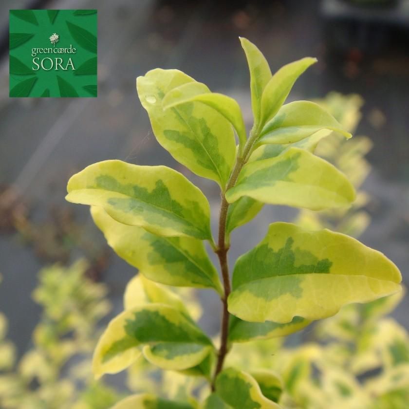 プリペット レモンアンドライム 5本 Soraの植木屋さん プリペット レモンアンドライム 5本 Soraの植木屋さん