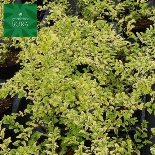 プリペット レモンアンドライム 本 Soraの植木屋さん プリペット レモンアンドライム 本 Soraの植木屋さん