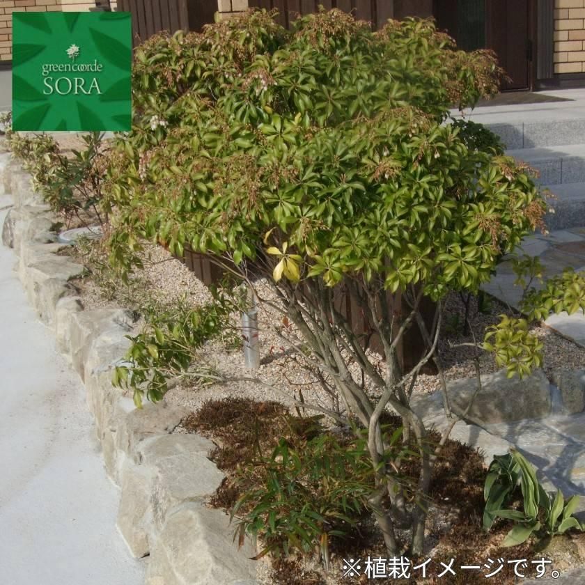 アセビ H700~900mm - SORAの植木屋さん アセビ H700~900mm - SORAの植木屋さん