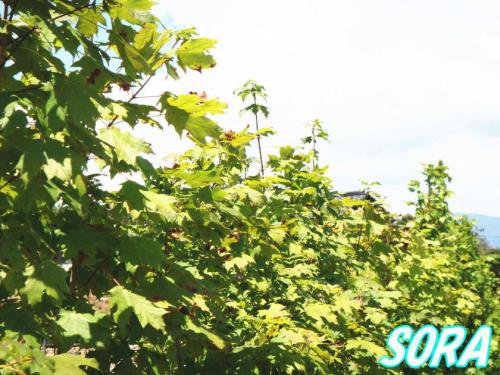 アメリカハナノキ レッドサンセット 樹高h 1800mm Soraの植木屋さん