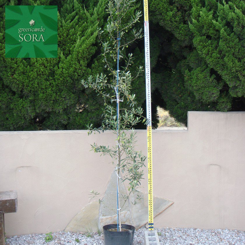 オリーブ 品種指定不可 樹高H:3000mm - SORAの植木屋さん