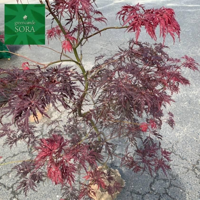 シダレモミジ アカシダレH1100～1300mm - SORAの植木屋さん