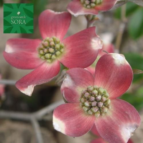ハナミズキ 赤花 単木 樹高h 00mm Soraの植木屋さん ハナミズキ 赤花 単木 樹高h 00mm Soraの植木屋さん