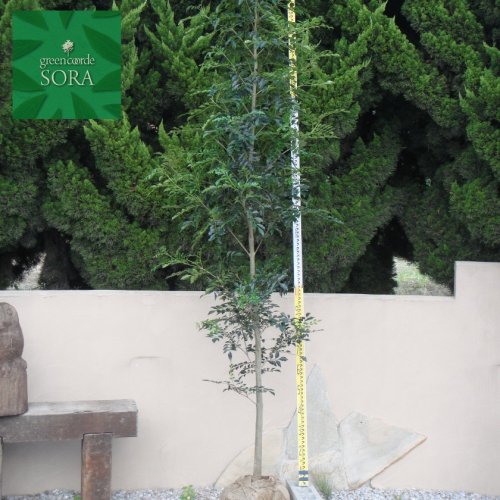 シマトネリコ 単木 樹高H:3000mm - SORAの植木屋さん