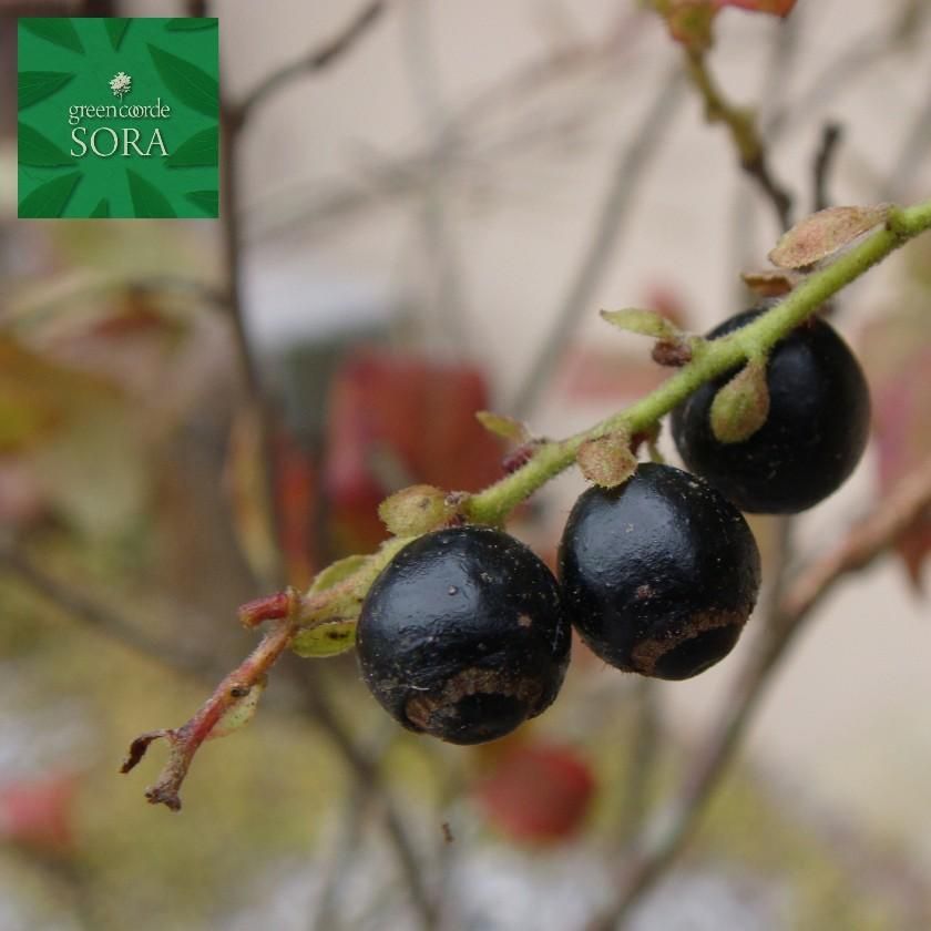 ナツハゼ H1100～1300mm - SORAの植木屋さん