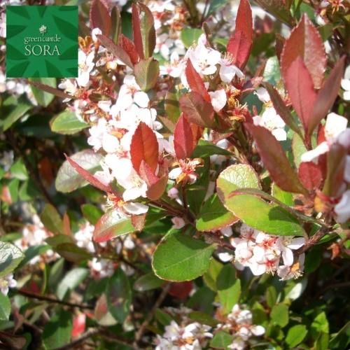 タイムセール 半額 ヒメシャリンバイ SORAの植木屋さん - 5本 H1100～1300 その他