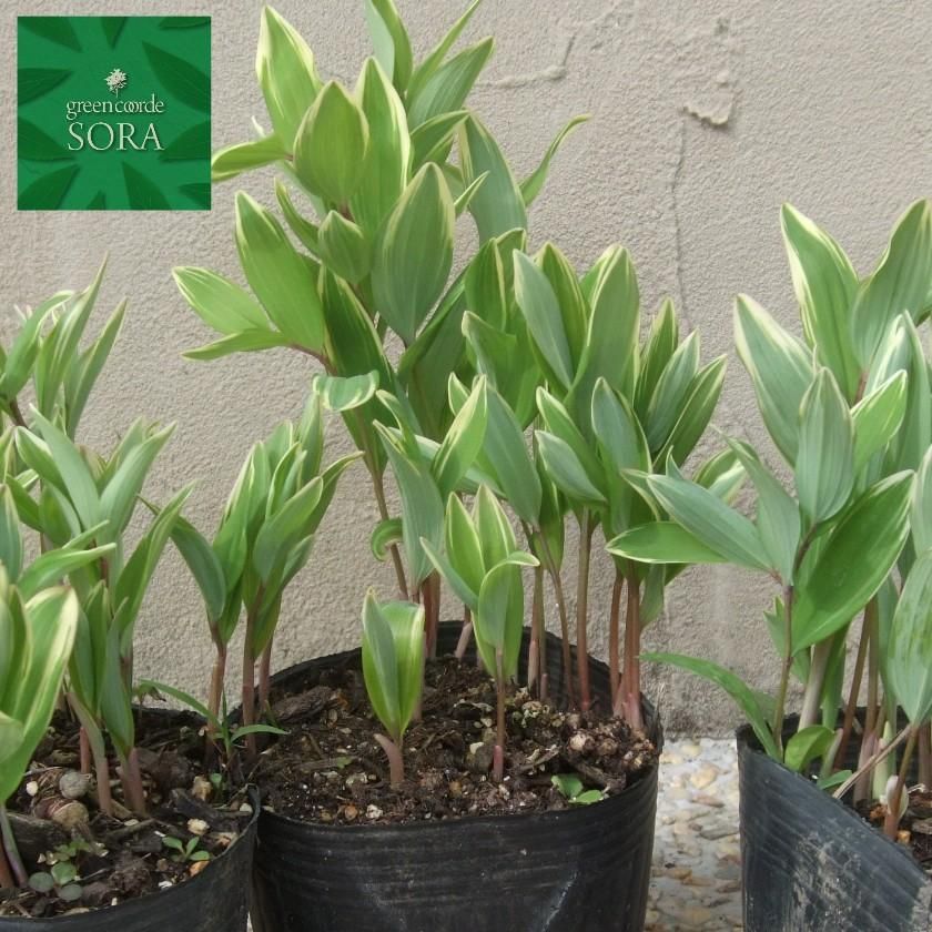 斑入り鳴子蘭 斑入 ナルコラン 200 株 送料無料]斑入りナルコユリ