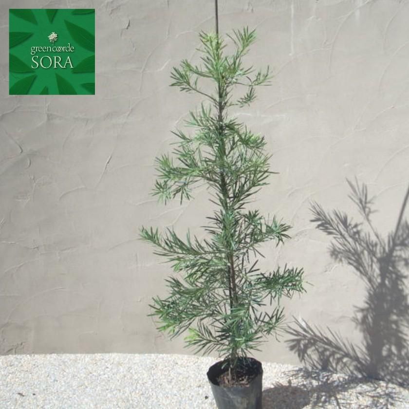 ラカンマキH1100~1300 2本 - SORAの植木屋さん ラカンマキH1100~1300 2本 - SORAの植木屋さん