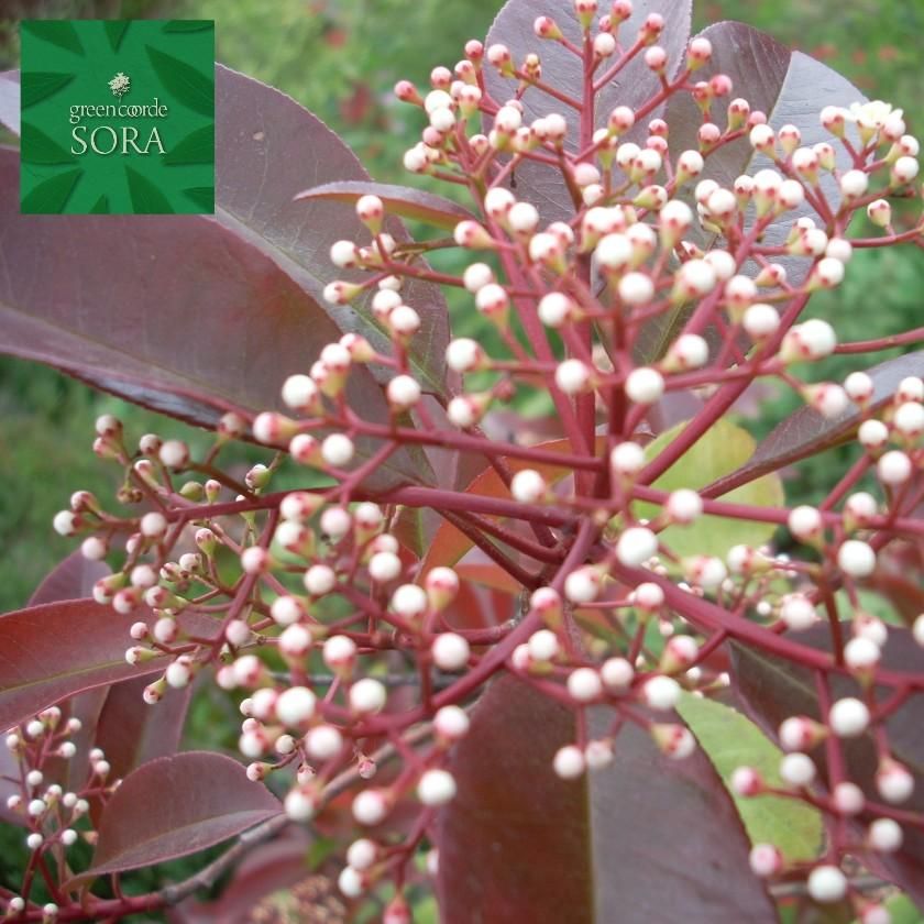 レッドロビン H1100～1300 10本 - SORAの植木屋さん