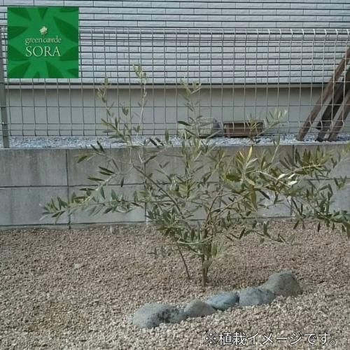 オリーブ ネバディロブランコ H700 900 10本 Soraの植木屋さん オリーブ ネバディロブランコ H700 900 10本 Soraの植木屋さん