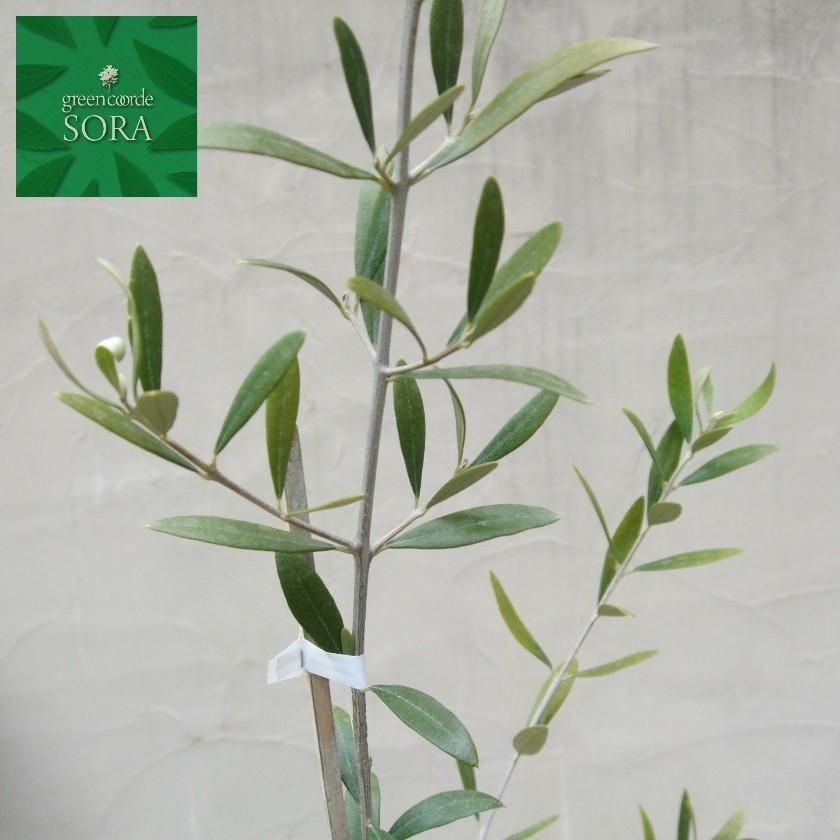 オリーブ ネバディロブランコ H700 900 5本 Soraの植木屋さん オリーブ ネバディロブランコ H700 900 5本 Soraの植木屋さん