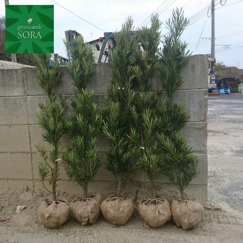 ラカンマキH900~1100 3本 - SORAの植木屋さん ラカンマキH900~1100 3本 - SORAの植木屋さん