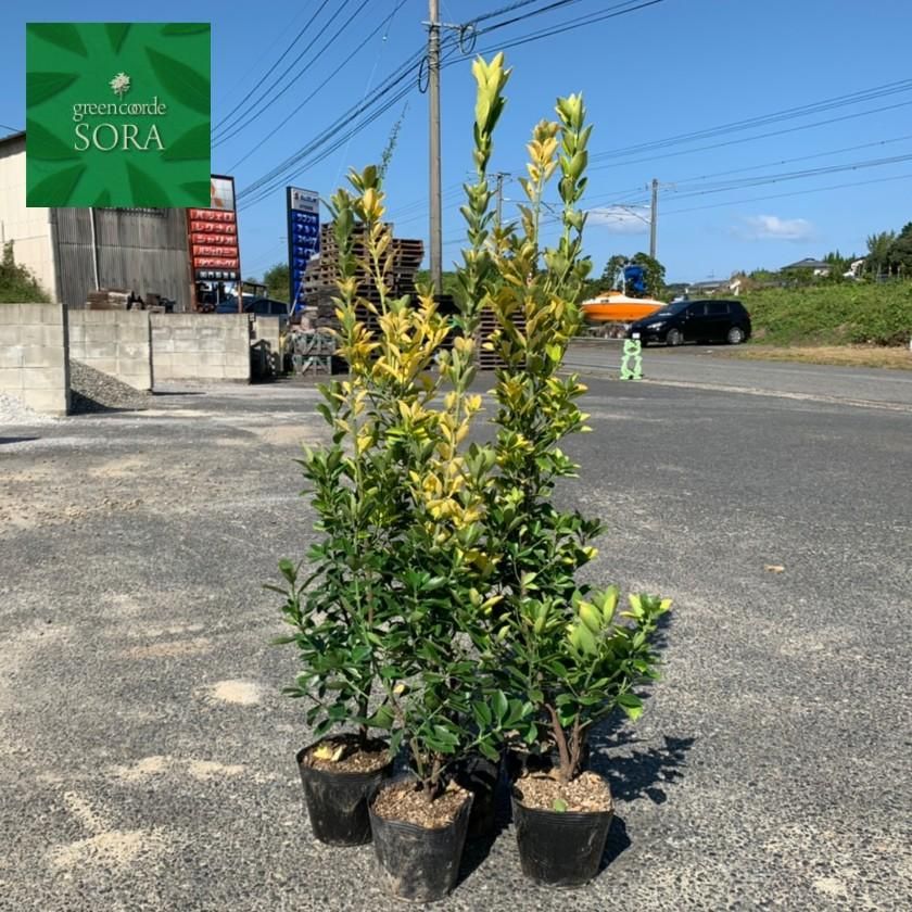 黄金マサキH900～1100 10本 - SORAの植木屋さん